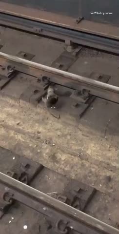 Two rats fighting subway rail tracks