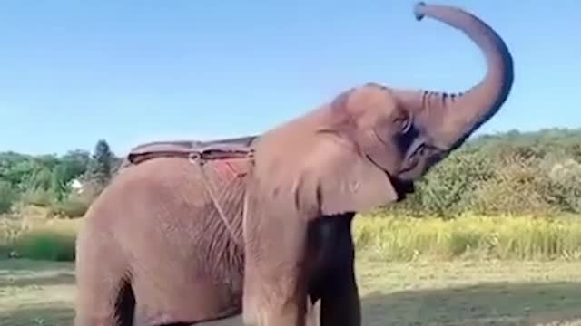 Elephant Stunt Video 2021