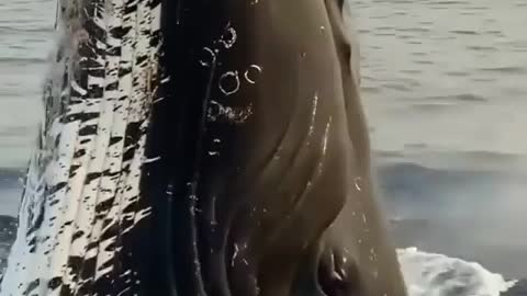 Amazing Fish in the Sea