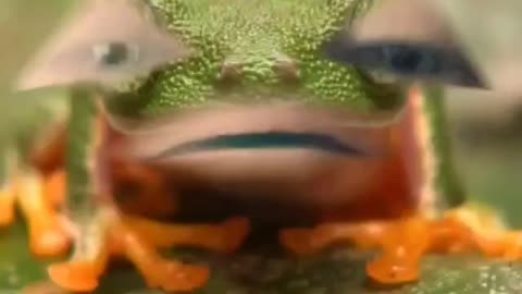 420frog asks......