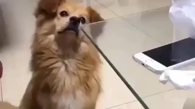 Family dog acting