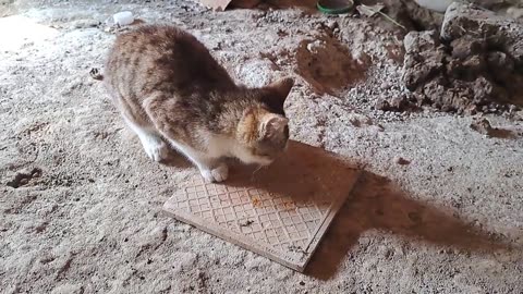 I gave food to the little kitten. The little cat is so cute