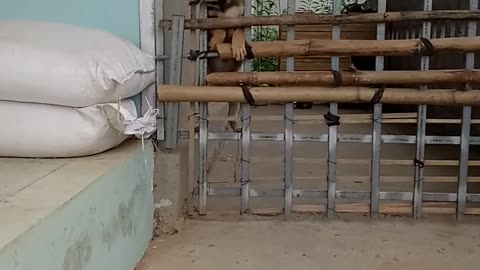 Precious Puppy Finds an Escape