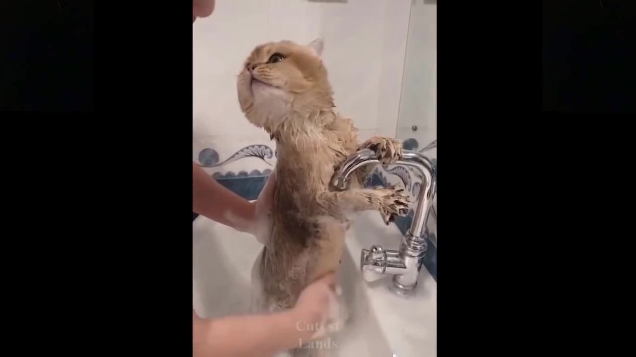 😹Cute Pets And Funny Animals Compilation #1