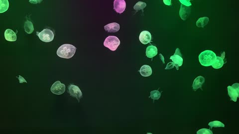 Jellyfish tank