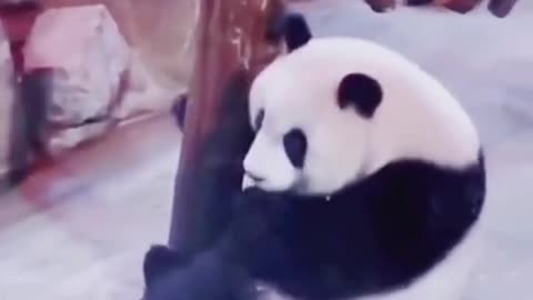 ❤️😹 Funniest Animals 😹 - Best Of 🙊❤️ Funny Animal Videos Ep 37 #Shorts#Pets ❤️