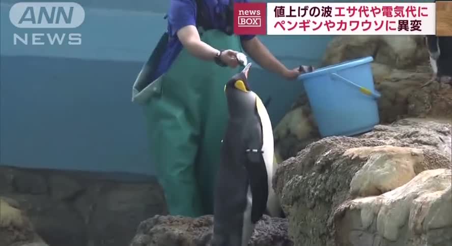 Aquarium in Japan Changes Feed Due to Rising Costs, Animals Reaction is Hilarious