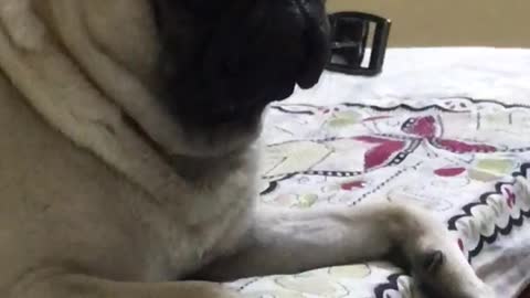 Guy scares pug sleeping on bed awake