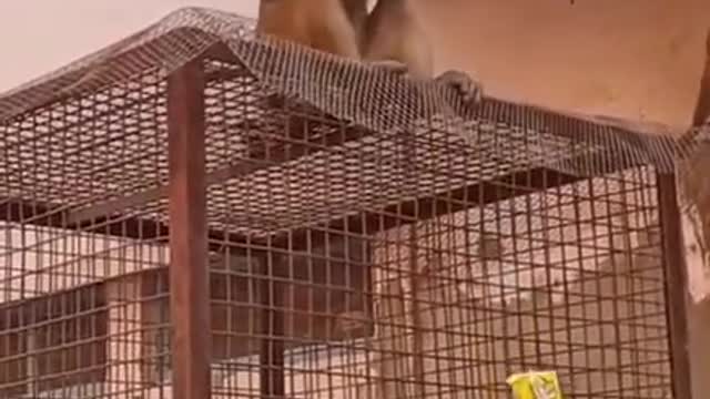 Funny bargaining between a young man and a monkey