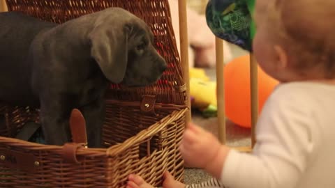 CANE CORSO PUPPY! The BEST Things About New Puppies!