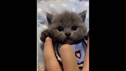 the cutest and funniest animal videos