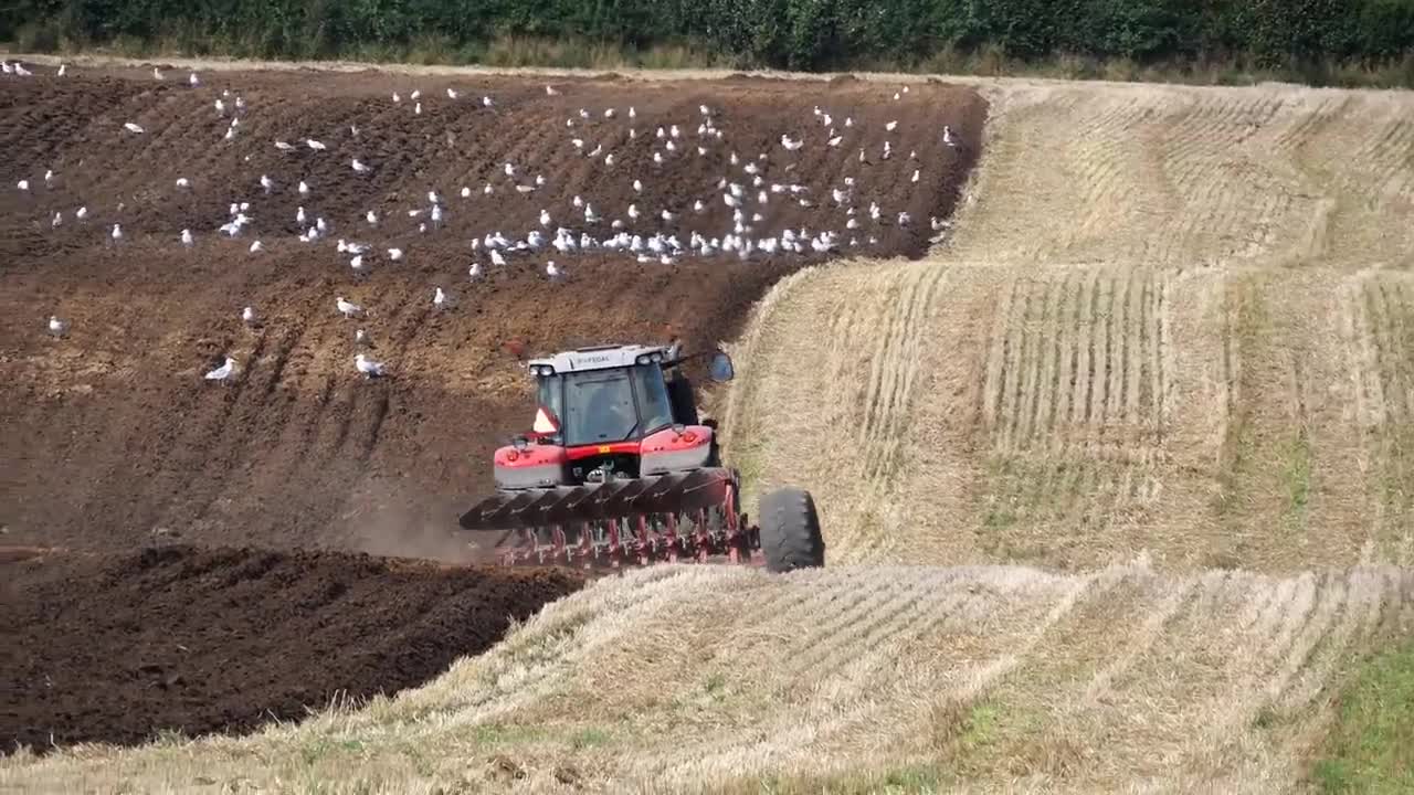 Pløjning Brobygård med Massey Ferguson 7624 og 8 furet plov