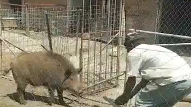 Correct and safest way to catch and carry a big pig. Awesome pigs #Wild boar #hairy pigs #wild pigs