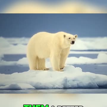 The Fascinating Adaptations of Polar Bears and Platypuses