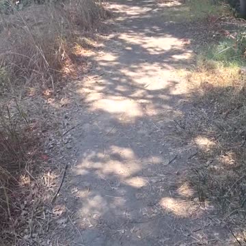 River Trail Walk - Consumnes Wildlife River Preserve