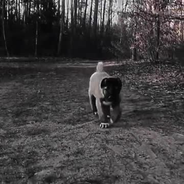 Dog's 🐕 Rottweiler# Dogorgentino, famous dog 🐕 pit pull