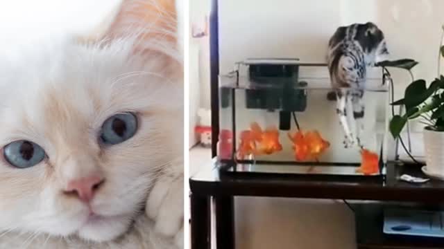 Very funny situation of a cat with a fish in an aquarium