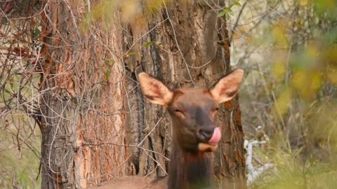 A Beautiful Cow Elk Stands In An Autumn Forrest In The Morning