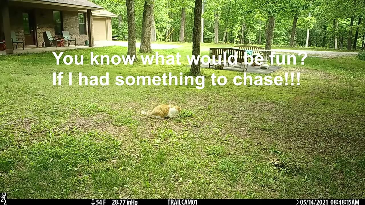 Pet Funnies