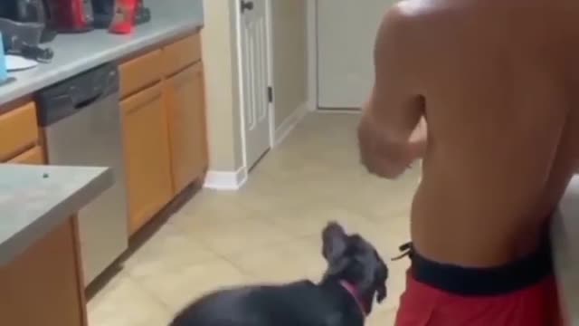 Dog acting skill after gun shot