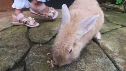 Let's Feed Cute Rabbits!!! - Getting to Know Animals & School Holidays at Batu Malang Rabbit Park