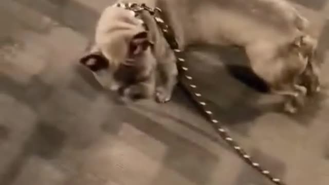 Funny video 😂😂😂😂😂//funny short video 👌👌👌👌👌👌