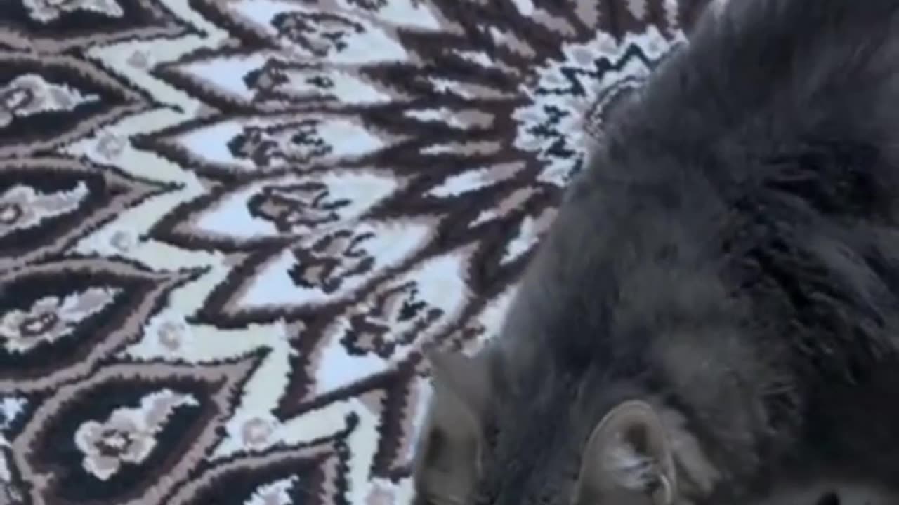 Funny Animal's Video | Dog,Cats Videos | Funny Animal's Life