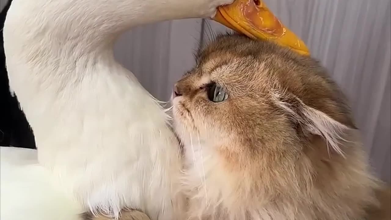 Cat and Duck cute funny scene.