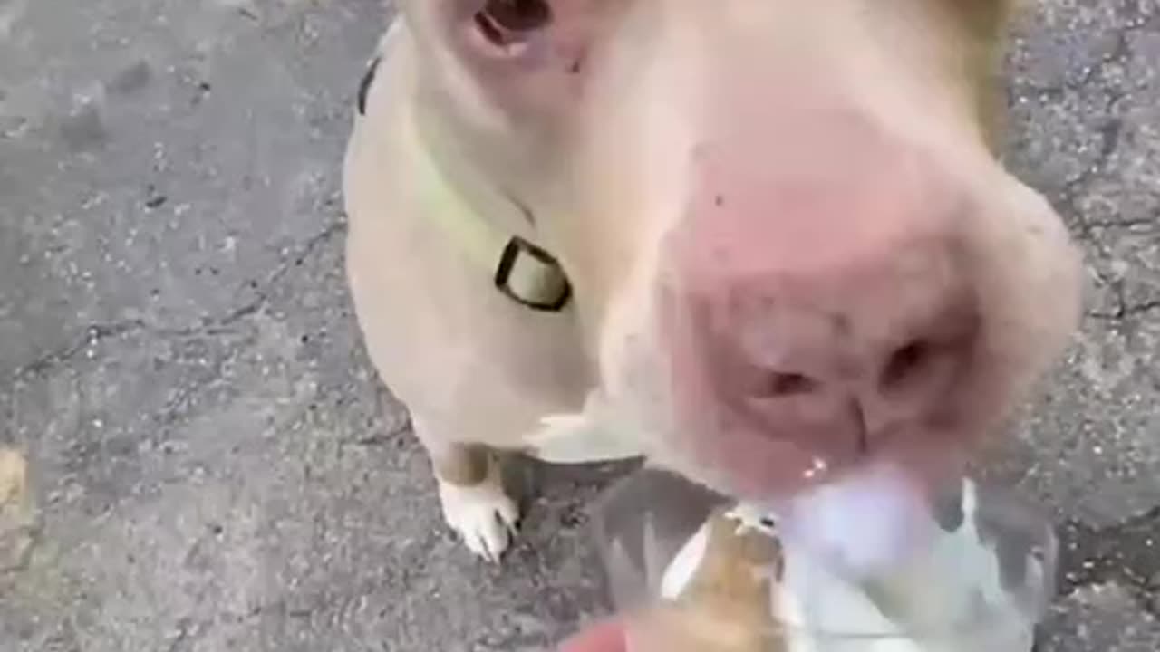 Cute and Funny dog videos Compilation 2024