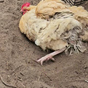OMC! This hen just cant get enough dirt bath time-Dirty chicken! #hen #chicken #dirt #bath #shorts