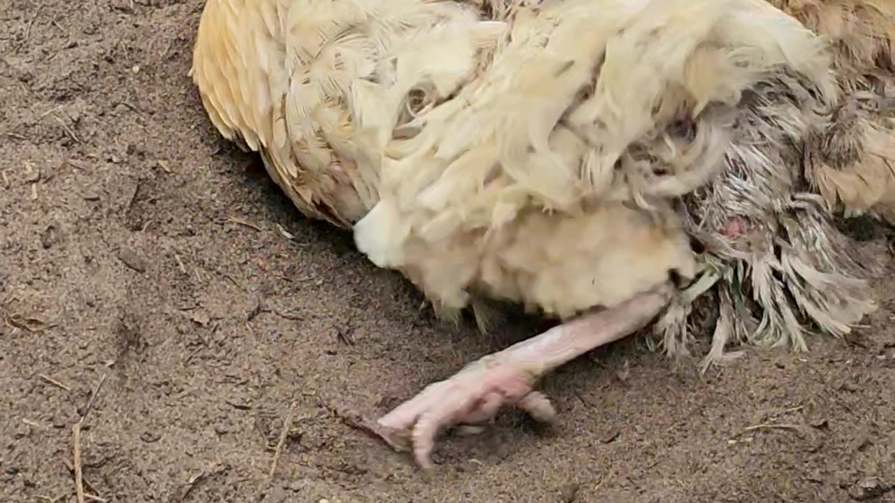 OMC! This hen just cant get enough dirt bath time-Dirty chicken! #hen #chicken #dirt #bath #shorts