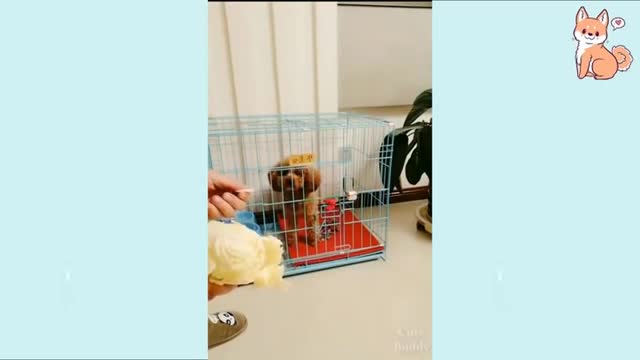 a cute little dog video watch it