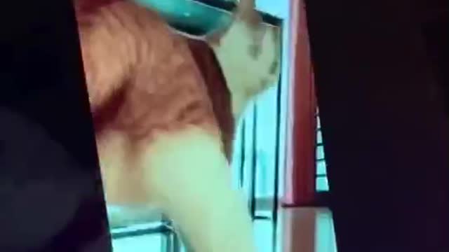 What would happen to you if you had a cat like this