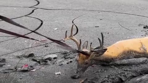 Heroic Deer Rescues😎👍