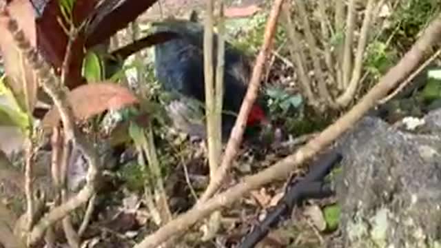Pleasant Pheasant