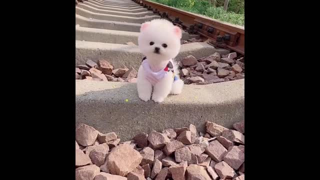 funny vedios try not to laugh