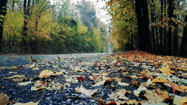 A Rainy Day In The Country