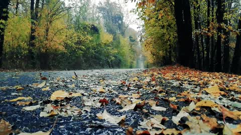 A Rainy Day In The Country