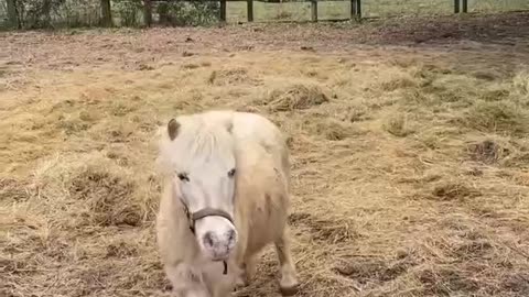 Horse video 5