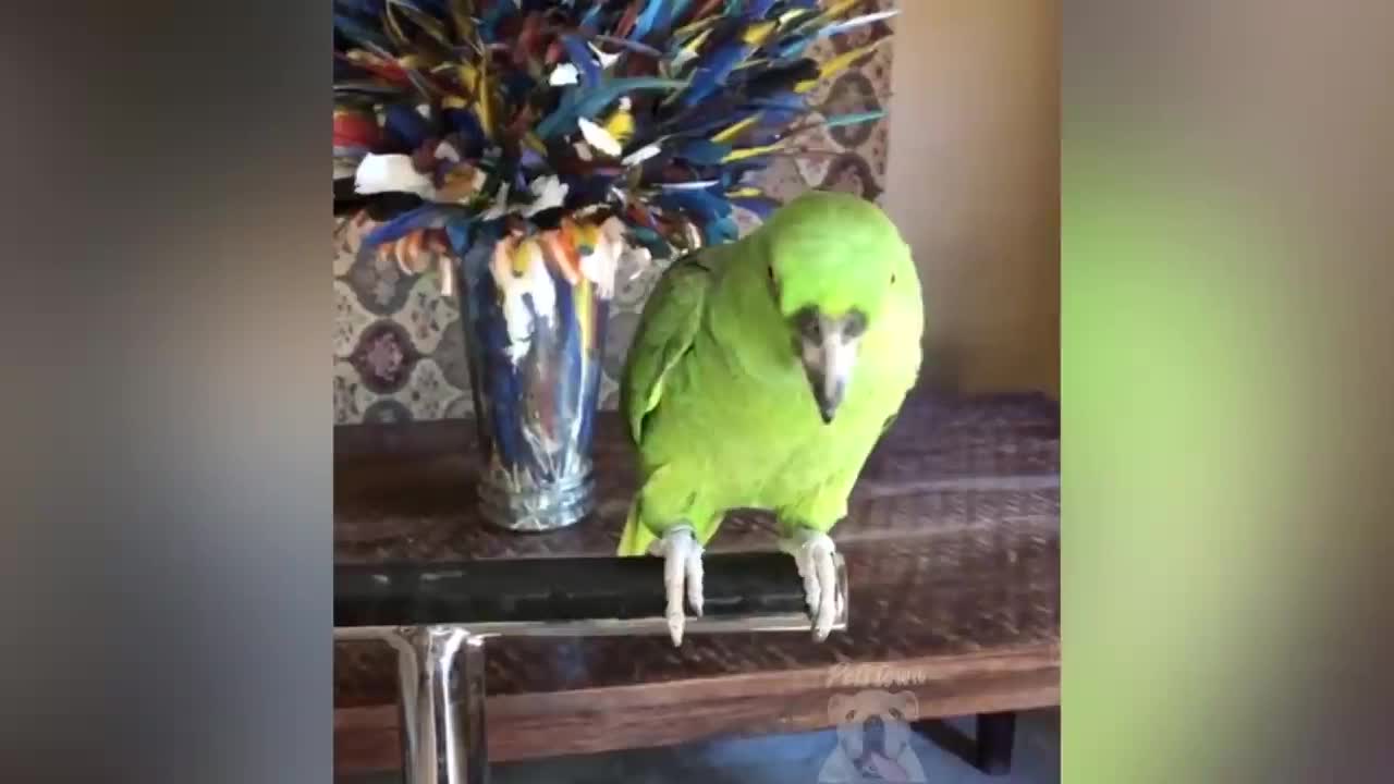 parrot talking, parrot sounds, parrot singing, parrot fish, parrot tv, parrotlet, parrot dancing, parrot talking funny, parrot minecraft, parrot alexa, parrot anafi, parrot anafi drone, parrot annoys cat, parrot and cat, parrot alexa shopping list, parrot