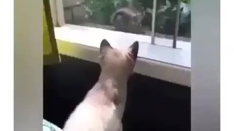 Scared cat