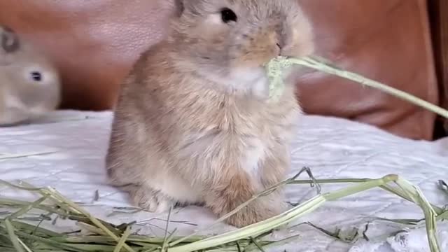 Rabbit eating