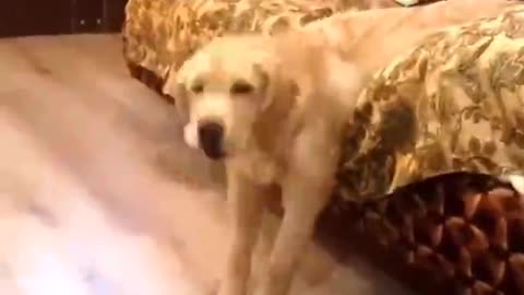 The dog looks so cute