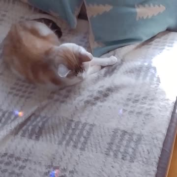 Cute Enola and sun light