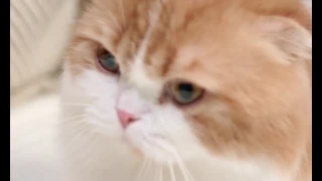 Cute Cate 😘 sweet ❤smile 😄 funny video natural animals