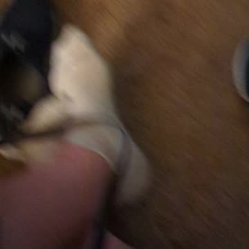 Andrew Discussing His Dogs (Sexually) (July 2023)