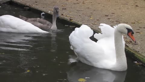 Swan bird