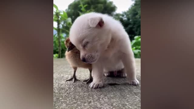 The puppy and chick 're sleepy.