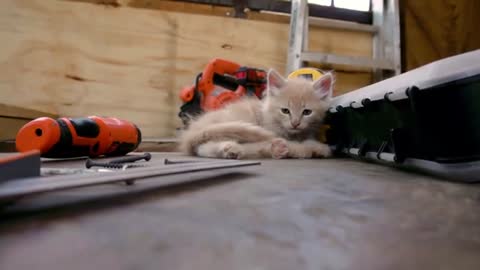 watch these adorable little cats really funny