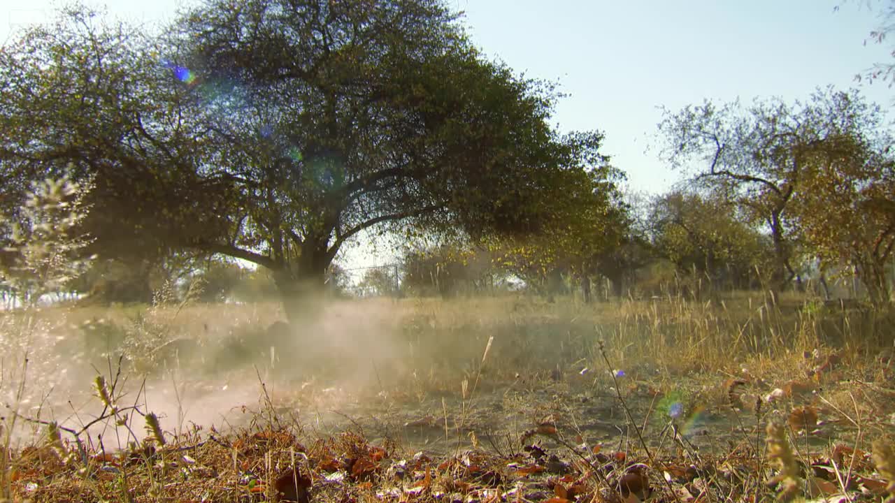 Cheetah Practices Hunting Before Release into the Wild | BBC Earth